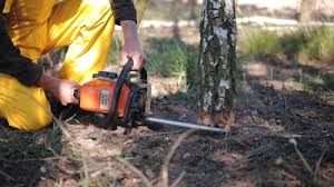 Best Lawn Maintenance Plans  in Rye Brook, NY