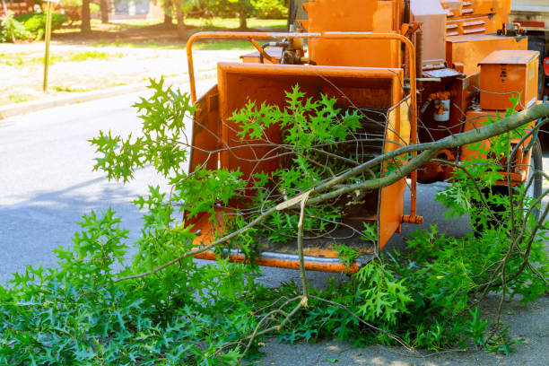 Best Firewood Processing and Delivery  in Rye Brook, NY