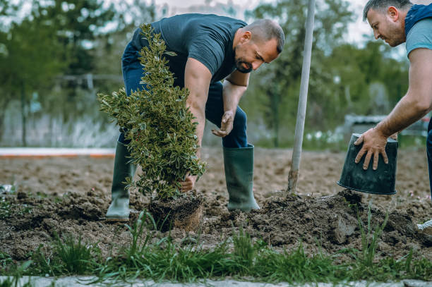 Best Grass Overseeding  in Rye Brook, NY