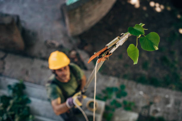 Best Tree Risk Assessment  in Rye Brook, NY